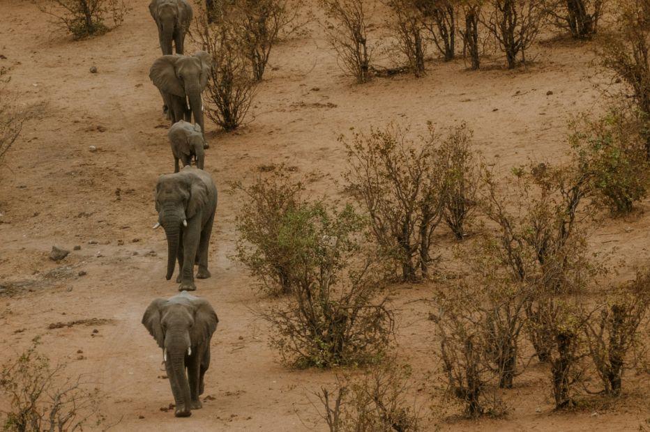 Article 6 readiness - wildlife landscape
